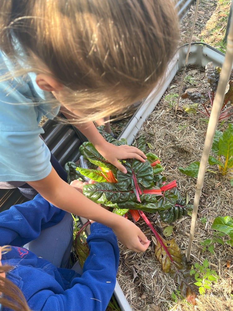 a student from gardening club working in the garden.