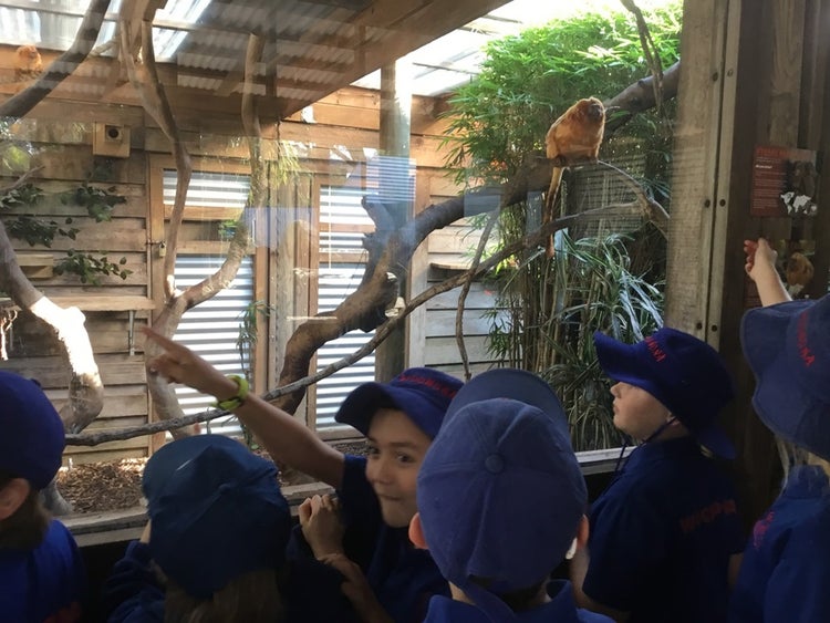Group of students looking at animals on excursion to the zoo.
